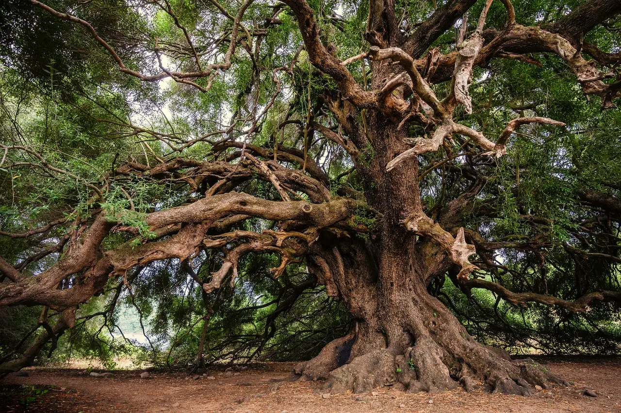Alter Olivenbaum, der für Verwurzeln, Wachstum und Authentitzität steht